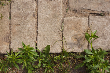 Pavement made of bricks with plants. Top view. Close-up