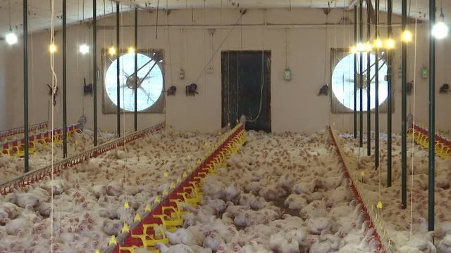 Breeding Chickens on the Farm / Modern poultry farm for breeding chickens