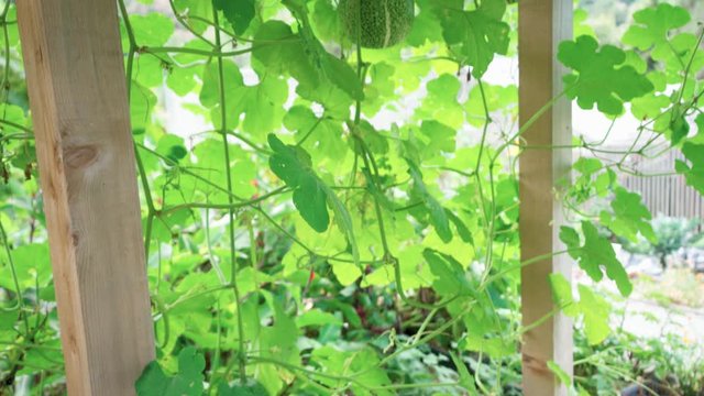 Bright green malabar gourds growing and hanging off of a trellis in Berkeley, California.