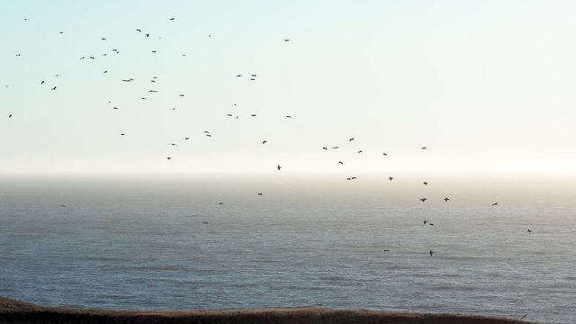 A large flock of seagulls and pelicans float in an updraft above Goat Rock Beach on the Sonoma Coast in California during golden hour.