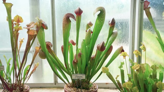 Bright green carnivorous pitcher plants in an old greenhouse.