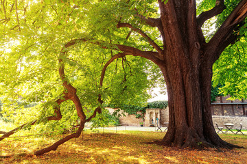 Sommerlinde im Klostergarten Drübeck, Harz