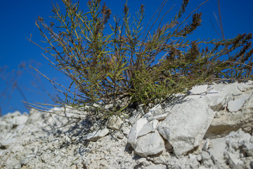 Limestone vegetation.