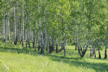Obraz premium orchard in spring