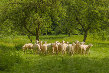 Fototapeta na wymiar A shorn flock of sheep close together in a meadow