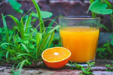 Still Life Glass of Fresh Orange Juice in the wild nature