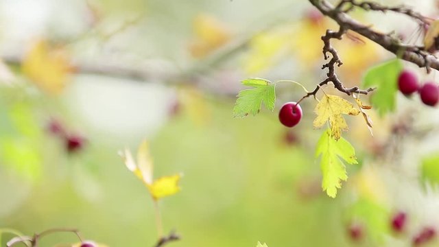 Beautiful autumn light background video. Hawthorn with red berry on the branch, warm sunny light, shallow depth of the field, bokeh.