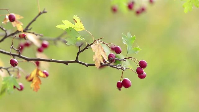 Beautiful autumn light background slow motion video. Hawthorn with red berry on the branch, warm sunny light, shallow depth of the field, bokeh.