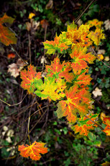Naklejka na ściany i meble Colorful maple leaves in autumn
