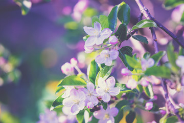 Blossoming apple tree branch. Spring natural background