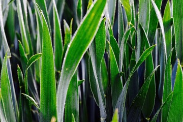 Obraz premium Green leaves from plant. Green luxuriant nature from Amazonia. Maïs plant. 