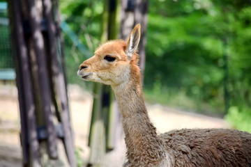 Lama Vicugna Vicugna Side View Head Portrait