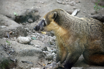 Coati Mondi Nasua Nasua Side View Portrait with Fish