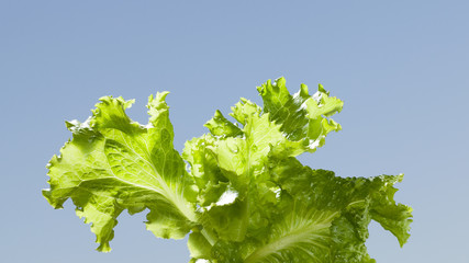 Fresh leaf lettuce in spring