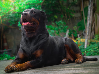 My Rottweiler dog is not aggressive, kind, stubborn, kind, loves children and boss. He likes to look out of the house and wonder about everything that is moving with a cute face.