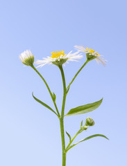 Fototapeta premium Macro of wildflower daisy