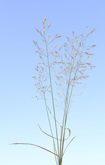 Wild cereal grass bunch