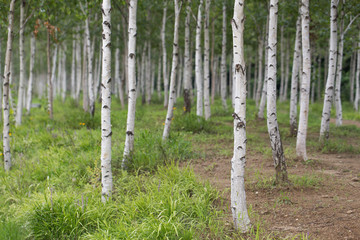 Birch forest in summer, a birch grove, a straight road in the forest.