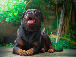 My Rottweiler dog is not aggressive, kind, stubborn, kind, loves children and boss. He likes to look out of the house and wonder about everything that is moving with a cute face.