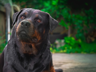 My Rottweiler dog is not aggressive, kind, stubborn, kind, loves children and boss. He likes to look out of the house and wonder about everything that is moving with a cute face.
