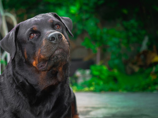 My Rottweiler dog is not aggressive, kind, stubborn, kind, loves children and boss. He likes to look out of the house and wonder about everything that is moving with a cute face.