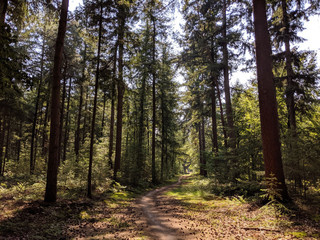Path through the forest of the Lemelerberg