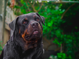 My Rottweiler dog is not aggressive, kind, stubborn, kind, loves children and boss. He likes to look out of the house and wonder about everything that is moving with a cute face.
