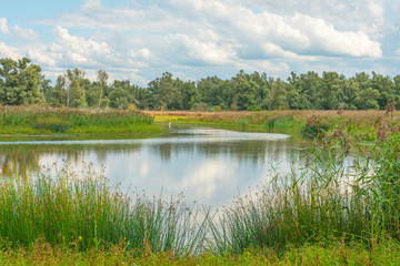 Fototapeta na wymiar The edge of a pond with reed in a green grassy field below a cloudy blue sky in sunlight in summer