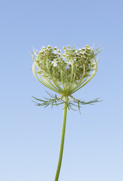 Wild Carrot seeds in flower head