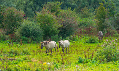 Naklejka na ściany i meble Horses in a field in wetland in summer