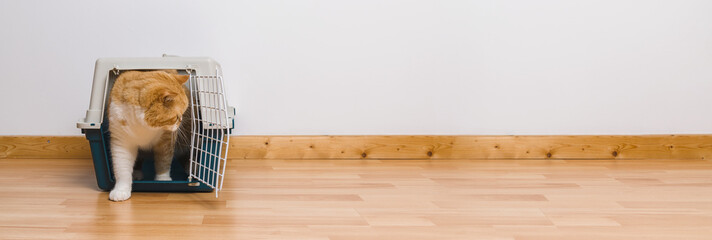 Cute tabby cat sitting in a travel crate or pet carrier and look sideways, banner size, copyspace for your individual text.