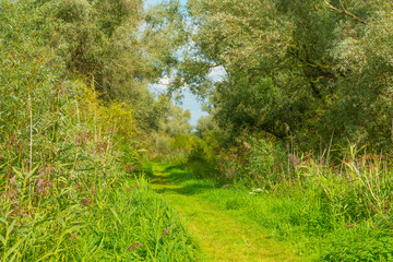 Fototapeta na wymiar Path in a forest below a sunny sky in summer