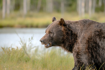Beautiful and majestic European Brown Bear (Ursus arctos arctos) hunting in the forest of Kuhmo, Finland. Wild brown bear.
