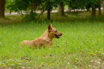 Lovely dog relaxing in backyard