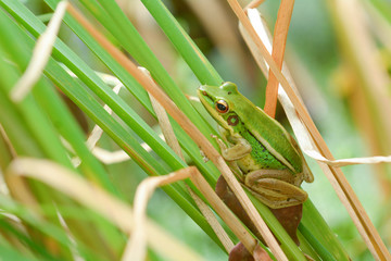 The frog hid in the grass near the pond