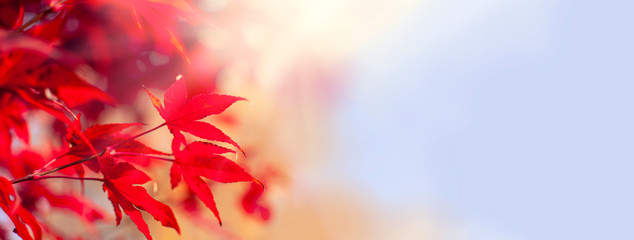 Vibrant red autumn marple foliage close-up, wide banner