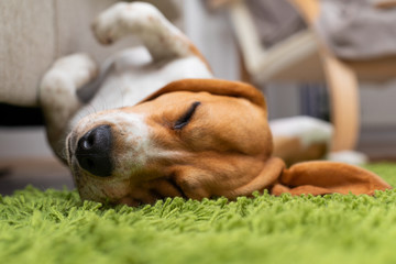 Cute beagle puppy lying on a green carpet at home. Purebred, bes