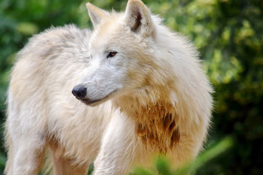 Cute White Arctic Wolf in Nature Portrait