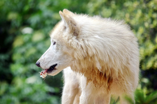 White Arctic Wolf Eating Portrait Side View