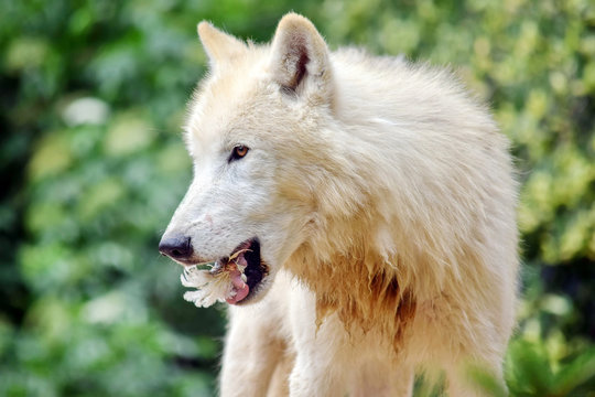 White Arctic Wolf Eating Portrait