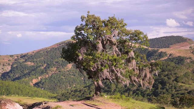A lonely oak tree covered with Spanish moss moves with the wind over a mountain that overlooks a valley.