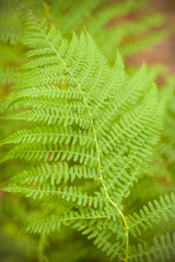 Fern Polypodiophyta. Beautiful bright green fern leaf. Wild fern in the forest background