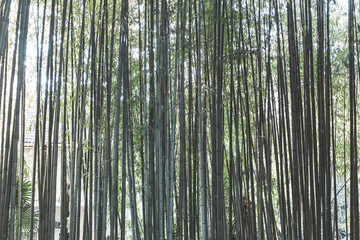 Bamboo forest natural background