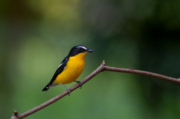 Yellow-rumped Flycatcher (Ficedula zanthopygia), Beautiful bird in Thailand