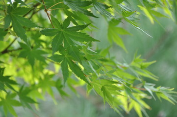 Fototapeta na wymiar green leaves of japanese maple