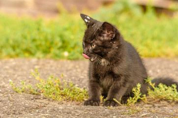 Eine schwarzes Kätzchen beleckt sich das Maul 