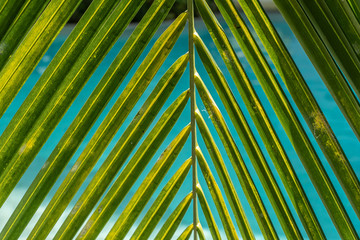 Blurred abstract summer background, sunny day in tropical climate, palm leaf on background of blue water pool. Vacation holidays wallpaper blurred abstract.