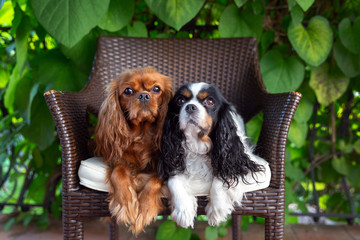 Two dogs on the chair