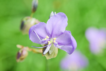 Murdannia giganteum. Beautiful violet flowers in garden