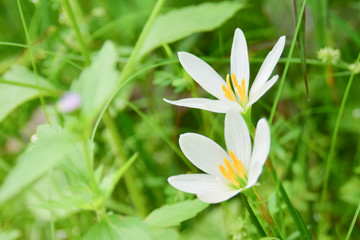 Beautiful white flower is blooming in nature.